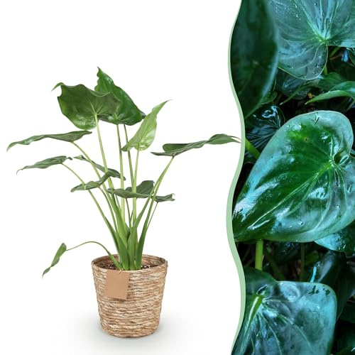 Green boutiQ - Plantes d'intérieur - Alocasia Cucullata - Main de Bouddha - Peu d'entretien - avec panier - Vert - 1 Plante - Pot 21cm - Hauteur 65-70cm