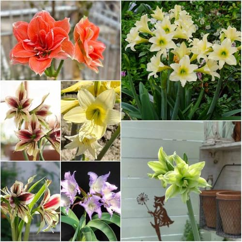 Bulbo di Amaryllis - Bulbi di aconito perenni resistenti per decorazioni invernali, bulbi da giardino per esterni resistenti, 6 pezzi