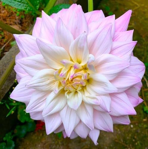 Dahlienknolle : Dahlia - Riesenschmuckdahlie  Shiloh Noëlle  1 Knolle/Rhizom