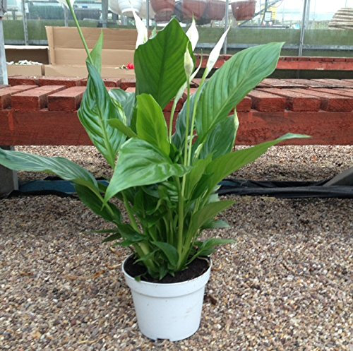 Large Spathiphyllum Sweet Bellini Peace Lily Air Cleaner - Indoor House Plant - Indoor Lilly Lillies
