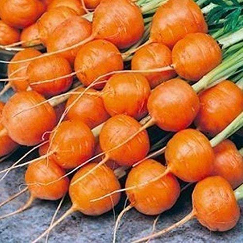 Potseed 500 PC-Runde Karottensamen Frischgemüse Samen Hausgarten-Anlagen, Nahrhafte