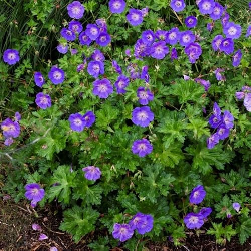 6 x Geranium Rozanne - Storchschnabel in 9x9cm Topf