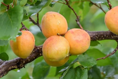 Ungarische Beste, Aprikose, 100-120cm, im 10L Topf