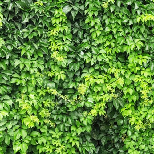 500 pezzi semi di scalatrice - resistenti per giardino, Parthenocissus tricuspidata, balcone di esotici giardino interno balcone