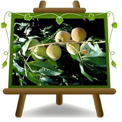 Pesco Pesche a Polpa Gialla Reginella II Pianta da Frutto Antico Età 4 Anni | Pianta da Frutto Antico su Vaso ø 24/26 cm - Altezza 170~200 cm