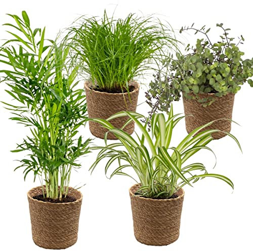 Bloomique - 4er-Mix - Haustierfreundliche Pflanzen - Cyprus Zumula - Callisia - Chamaedorea - Chlorophytum - Zimmerpflanzen - Höhe 20-40 cm - Seegraskorb 12 cm