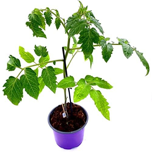 Tomatenpflanze veredelte Andenhorn Grill-TomateBellandine 2er Set