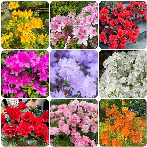 semillas de rododendro - azalea - para lugares soleados de azalea decorativas, resistentes al exterior 50pcs