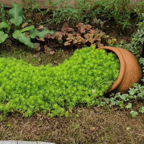 Semillas de Sedum Lineare, semillas de balcón raras semillas de jardín de rocas 1000pcs