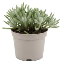 DECOALIVE Cactus Colgante Natural Rhipsalis Baccifera Horrida para Mesa o Estantería Maceta 12 cm Altura de Planta 15 cm