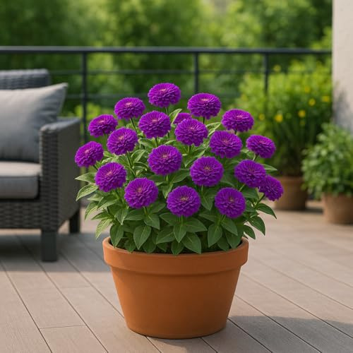 25 frön för sådd - den överflödiga vinden - ZINNIA ELEGANS Lilliput Purple Gem