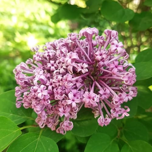 semi resistenti lilla - giardino perenni balcone biologici 550pcs