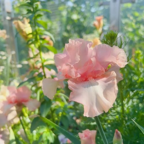 semi di iris, le da giardino roccioso sono resistenti Iris tettoria, esotiche Le da giardino sono resistenti 350pcs