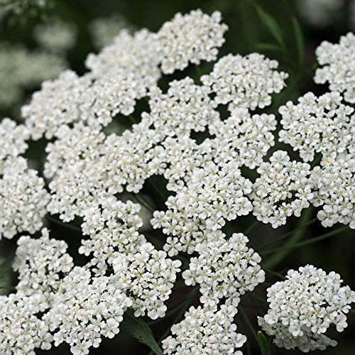 250 Ammi Majus Bishops Flower Seeds - Bullwort Lacy White Flowers - 250 Seeds