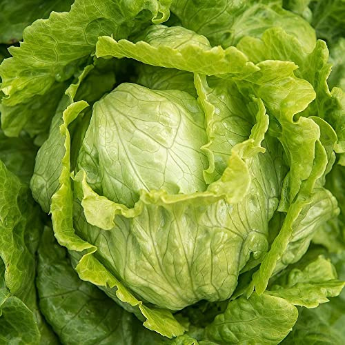 Crisphead Iceberg Lettuce Seeds - 100 Count Seed Pack - Non-GMO - A Staple in The Kitchen with Firm Heads and Crisp Leaves. - Country Creek LLC