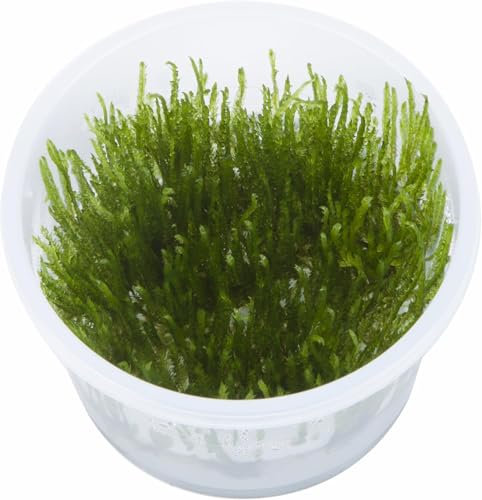 Tropica Taxiphyllum Spiky Moss 1-2-Grow Tissue Culture In Vitro Live Aquarium Plant Shrimp Safe & Snail Free
