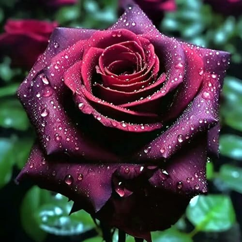 Eleganz Rosen-Rhizom, Überraschend wachsend, Winterhart Mehrjährig, Geeignet für Frühling und Herbst, Kein Gießen Erforderlich-1 Rhizom-I