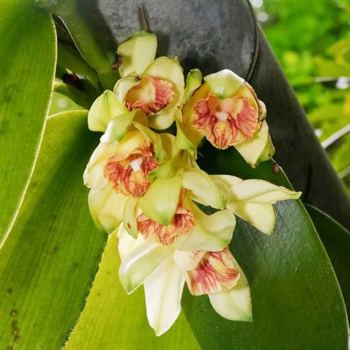 vainilla planifolia schattenpflanzen garten winterhart gartenkräuter wildblumensamen kletterpflanzen gartenblumen mehrjährig winterhart biosaatgut winterharte balkonpflanzen 250samen