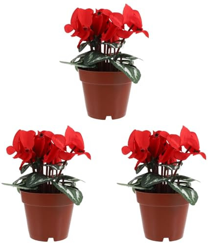 Abaodam Künstlicher Bonsai 3Er Set Mini Topfpflanzen Aus Seidentuch Für Wohnkultur Tischdekoration Und Regaldekor Naturgetreuer Alpenveilchen Bonsai Ersatz Für Echte Pflanzen