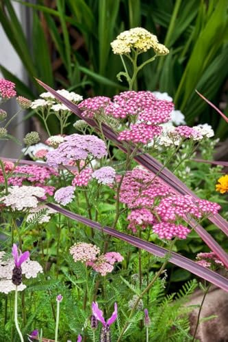 Achillea millefolium 'Summer Pastels' 9x9 cm Topf – Winterhart, Mehrjährig, Pflegeleicht – Schafgarbe – Beetstaude für Garten & Rabatte