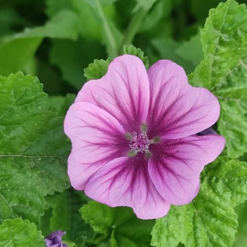 semi di malva, semi di recisi da balcone da esterno decorazione giardino esterni luoghi soleggiati 100pcs