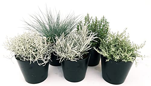 POWERS TO FLOWERS - PIANTE ARGENTATE, CALOCEPHALUS, FESTUCA, LAVANDA, TIMO VARIEGATO, Vaso 12cm, Piante vere