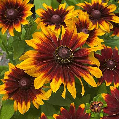Welldales 50 Double Daisy Autumn Rudbeckia Seeds for Pots Bi Coloured UK Coneflower Plant