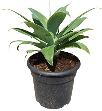 Agave Attenuata – 50 cm