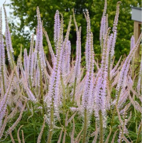 6 x Kandelaberehrenpreis 'Lavendelturm' - Veronicastrum Virginicum 'Lavendelturm' Topf 9x9cm: Elegante lila Blüten im Turmformat