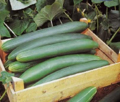 Stk - 20x Schlangengurke Tanja Cucumis sativus Gemüse Garten Pflanzen - Samen K275 - Seeds & Plants Shop by Ipsa