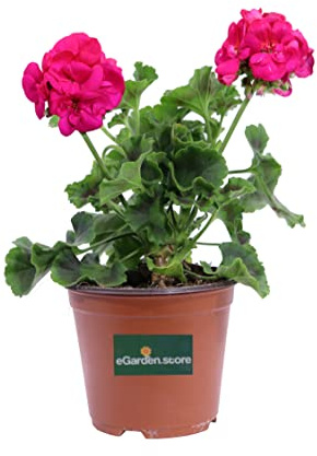 Pianta di Geranio diverse varietà pianta da esterno ornamentale fiori vari colori pianta decorativa vera venduta da eGarden.store (Geranio Zonale Fucsia)