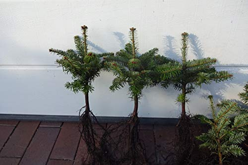 Nordmanntannen Set – 20st : 10 Nordmanntannen 5j. + 10 Nordmanntannen 2j. | Weihnachtsbaum-Anzucht & immergrüne Gartenbäume | Wurzelware