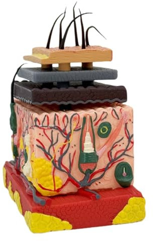 Modelo Estructura Tejido Magnificada Piel Anatómica Humana