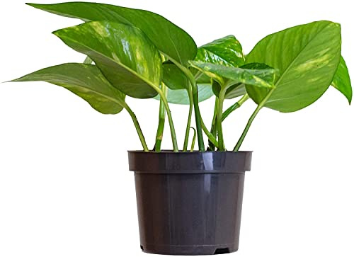 Epipremnum Aureum Planta Natural para Decorar el Hogar Potho o Pothos
