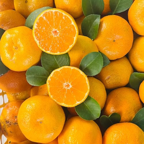 semi di arancio, da giardino resistenti dell'albero di mandarino, semi di da frutto colonnari esotiche 50pcs