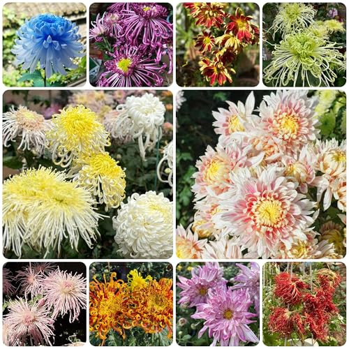 crisantemos - de jardín de semillas crisantemo silvestres exóticas jardín orgánico balcón, decoración primavera, resistentes 600semillas