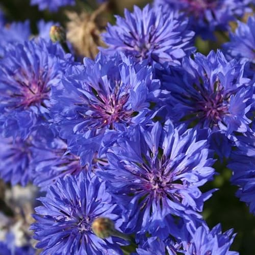 TomorrowSeeds - Blue Dwarf Bachelor Button Seeds - 3000+ Count - for 2026 Planting Centaurea Cyanus Blue Cornflower Bonnet Edible Flower USA Garden Non-GMO Grow Your Own Home Farm Patio Healthy