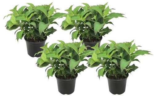 Plant in a Box - Ortensia hydrangea serrata 'Bagliore estivo' - Set di 4 - Arbusto o pianta da vaso di ortensia - Sempreverde e resistente - Vaso 19cm - Altezza 25-40cm