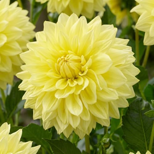 Dahlias Bulbes Collection Décoratifs Jaunes - 5 Bulbes de Fleurs à Planter Exterieur - Plante Exterieur Jardin - Naturelle Plantes de Hollande (pas de graines, non artificielle)