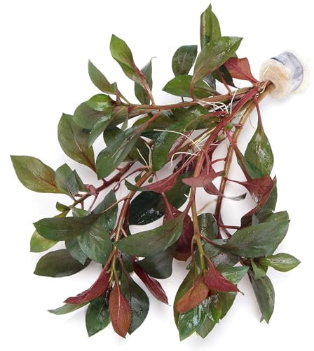 K2AQUA Ludwigia Glandulosa (1 Bunch) Live Aquarium Plant Red Green Foliage Fast Growing Freshwater Tropical Plants for Aquascaping