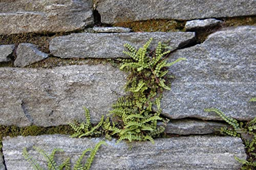 Asplenium trichomanes ca. 9x9 cm Topf - Braunstieliger Streifenfarn, immergrün, ideal für schattige Standorte, pflegeleicht, luftreinigend