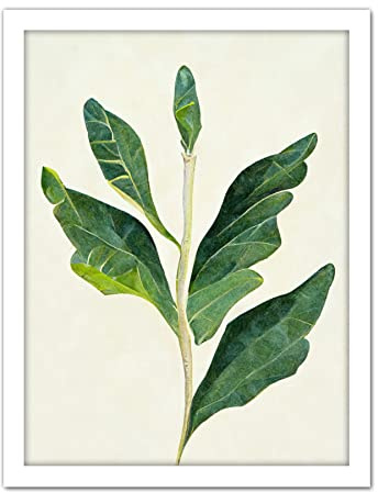 Doppelganger33 LTD Detail Of Rubber Fig Plant Botanical Illustration Artwork Framed Wall Art Print 18X24 Inch