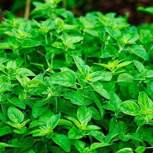 Semillas de Orégano Hierba Provenzal para Cocinar