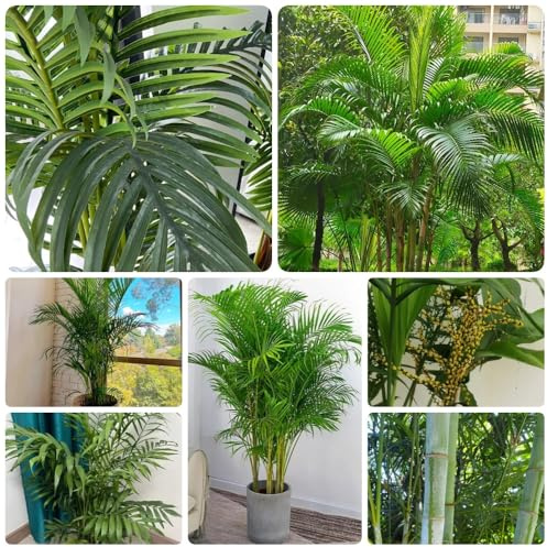 Goldfruchtpalme, sträucher Dypsis lutescens, stauden winterhart mehrjährig exotische blumensamen exotische winterhart zimmerpflanzen 25Samen