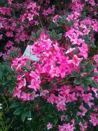 duftende Garten Azalee Rhododendron viscosum Weston's Sparkler 40-50 cm hoch im 5 Liter Pflanzcontainer
