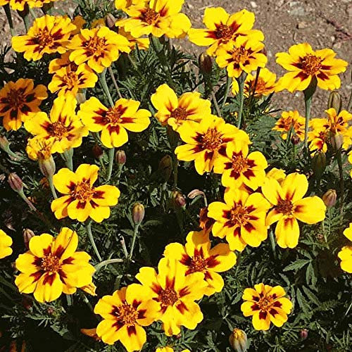 200 Marigold Tagetes Patula French Dainty Marietta Seeds - 200 Seeds