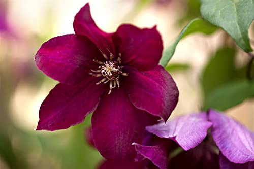 Waldrebe Clematis Rouge Cardinal 60-100 cm Kletterpflanze winterhart | Samtrote Blüten, üppige Blütenpracht, ideal für sonnige bis halbschattige Standorte, schnellwachsend, langlebig
