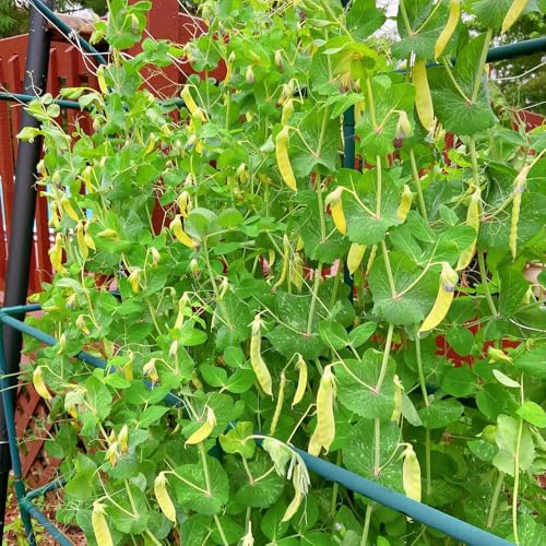 erbsensamen bio, winterharte garten deko wohnzimmer seltene indoor balkon 150pcs