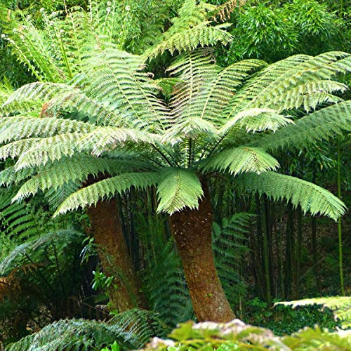Dicksonia Antarctica - Tree Fern - Plant in 2 L Pot