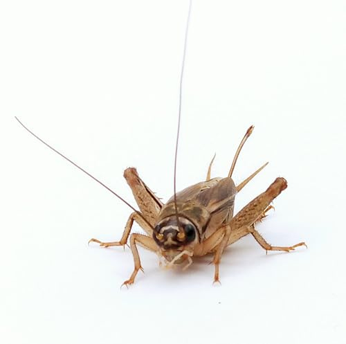 Eurocrickets Levande Hem, Storlekar Mix 15–25 Mm, 500 Ml, Över 1 000 Stycken, Storpack Foderinsekter Levande För Reptiler, Försäljning Av Foderdjur